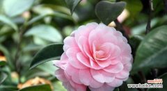 粉色花取名寓意是什么？粉色花朵命名背后的意义是什么？