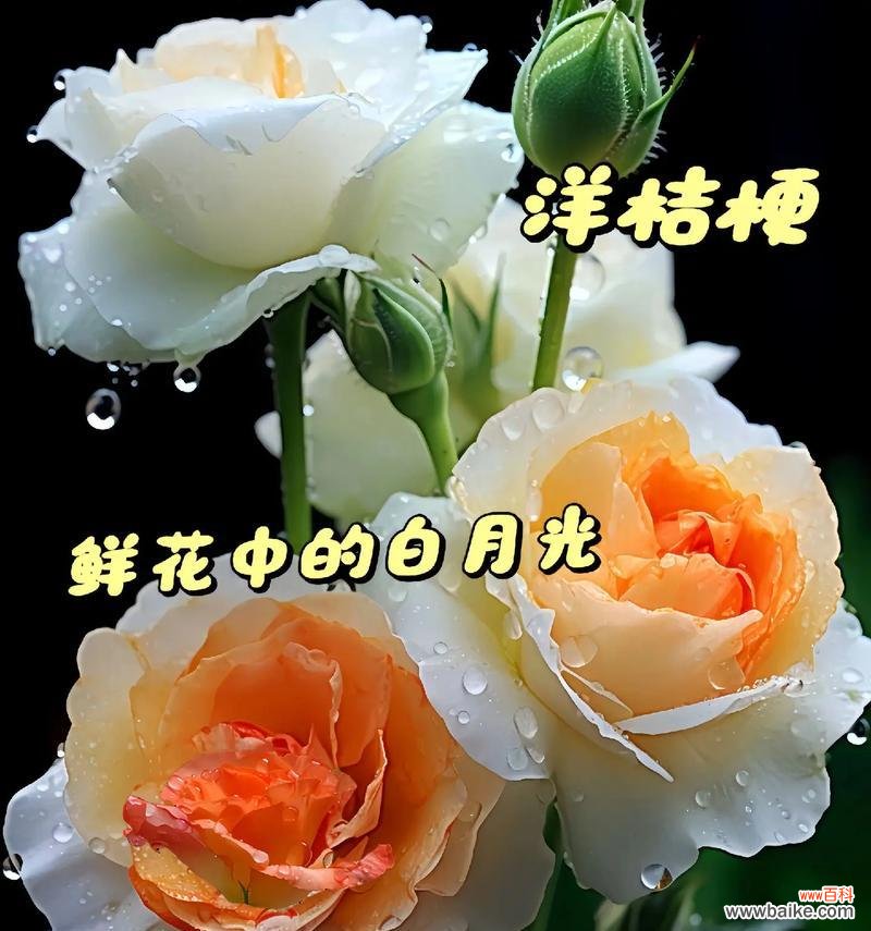 花在不同季节的作用是什么?季节花的意义有哪些?