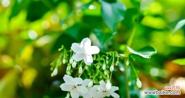 白色凤玲花代表什么?它的花语是什么?