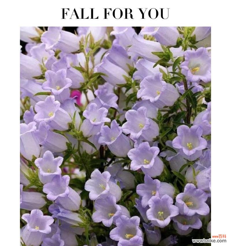 白色凤玲花代表什么?它的花语是什么?