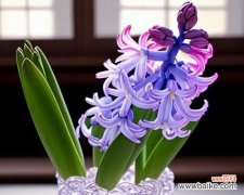 什么花对爱情的寓意最好？它们各自代表什么？