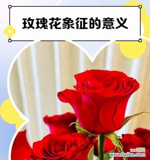 什么花对爱情的寓意最好?它们各自代表什么?