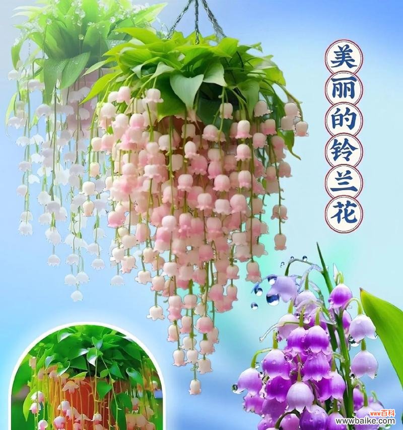 寓意对方快乐的花有哪些？哪些花象征快乐和幸福？
