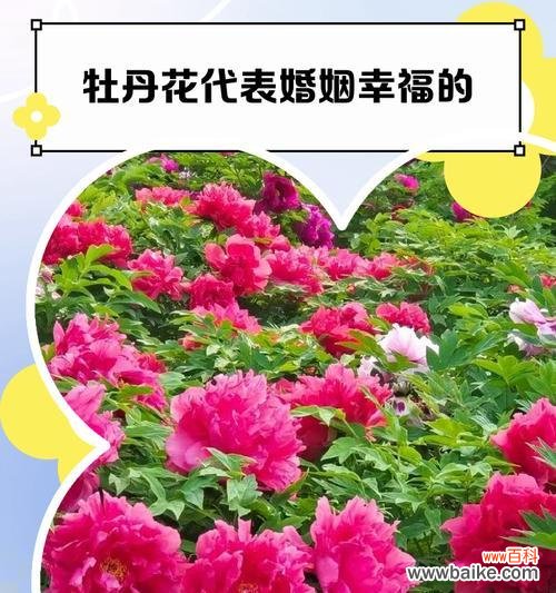 寓意对方快乐的花有哪些？哪些花象征快乐和幸福？
