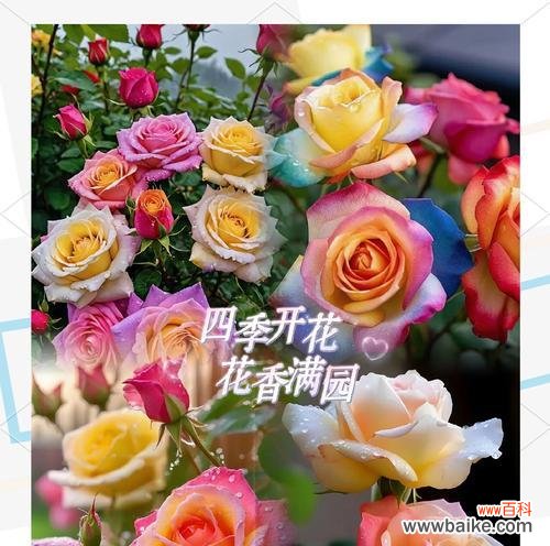 渐变色玫瑰花代表什么?它的寓意有哪些?