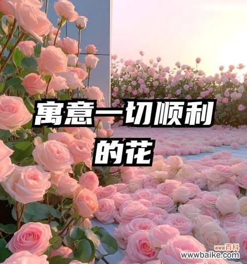 渐变色玫瑰花代表什么?它的寓意有哪些?