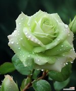 渐变色玫瑰花代表什么？它的寓意有哪些？