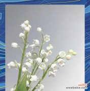 哪些花语象征平和？手捧花中哪些花象征平和？