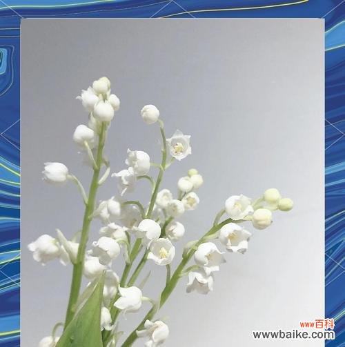 哪些花语象征平和?手捧花中哪些花象征平和?