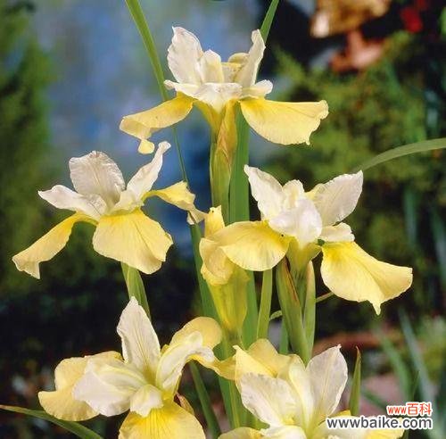 哪些花语象征平和?手捧花中哪些花象征平和?