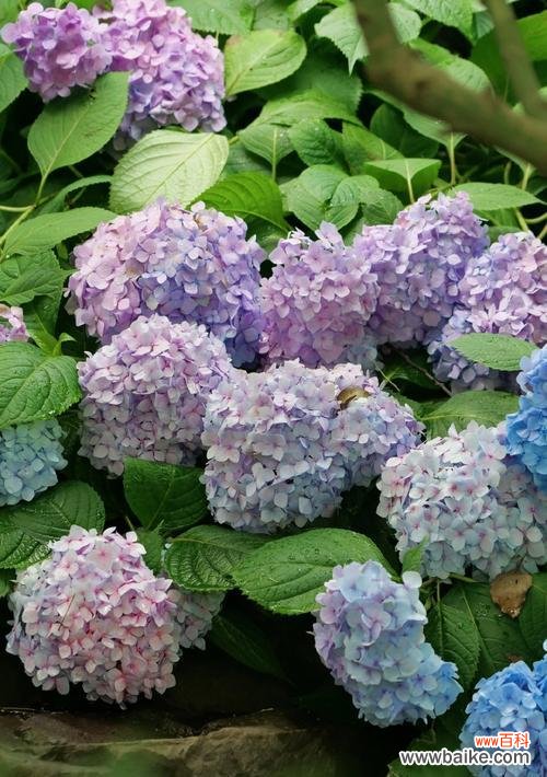 绣球花象征着什么？它的吉祥寓意有哪些？