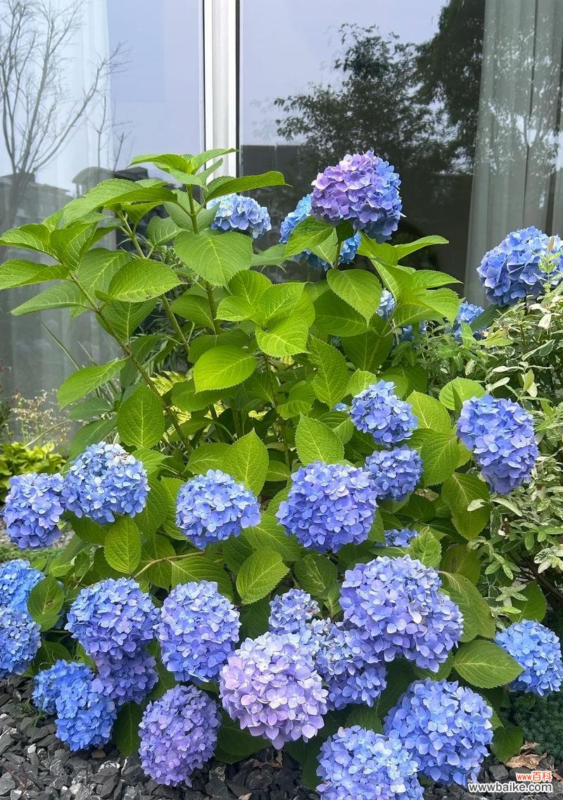 绣球花象征着什么？它的吉祥寓意有哪些？