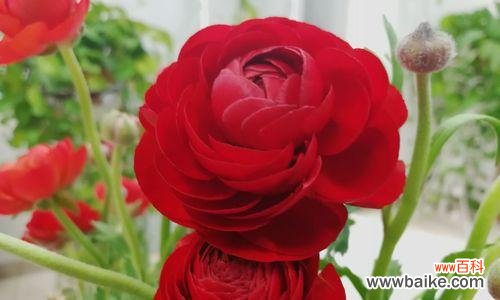 以花毛茛为主题的花语分享 花开如毛茛花语传真情