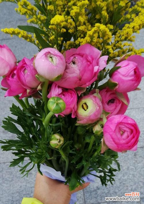 以花毛茛为主题的花语分享 花开如毛茛花语传真情