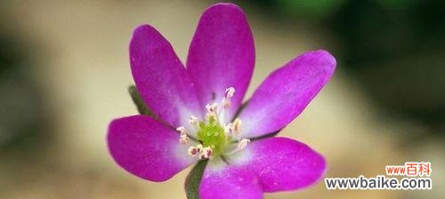 散发痛苦和忧伤气息的花束 花语中的虐心之花