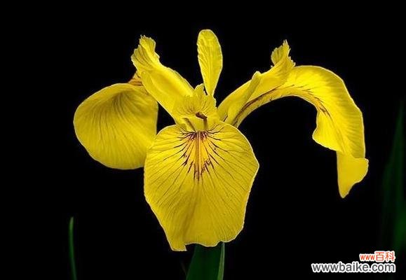 散发痛苦和忧伤气息的花束 花语中的虐心之花