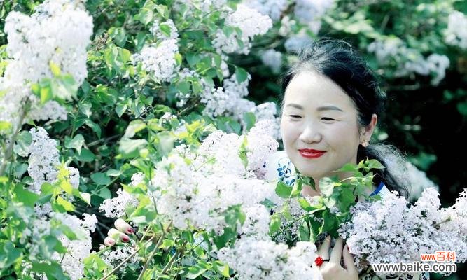 赏析花叶丁香 花叶丁香的花语与寓意