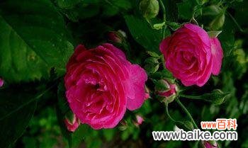 传递春天喜悦与希望的鲜花语言 春天花的花语与寓意