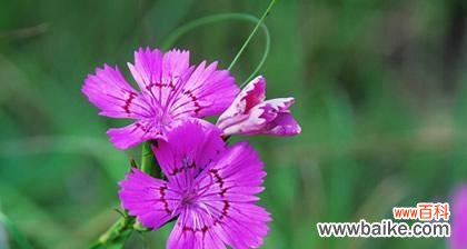 传递春天喜悦与希望的鲜花语言 春天花的花语与寓意