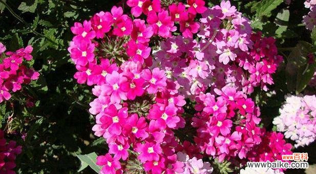 揭开雁来红花的花语之谜 以花语传说