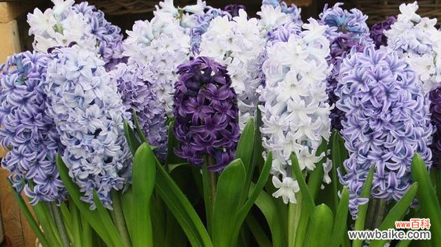 揭开雁来红花的花语之谜 以花语传说