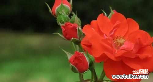 揭开雁来红花的花语之谜 以花语传说