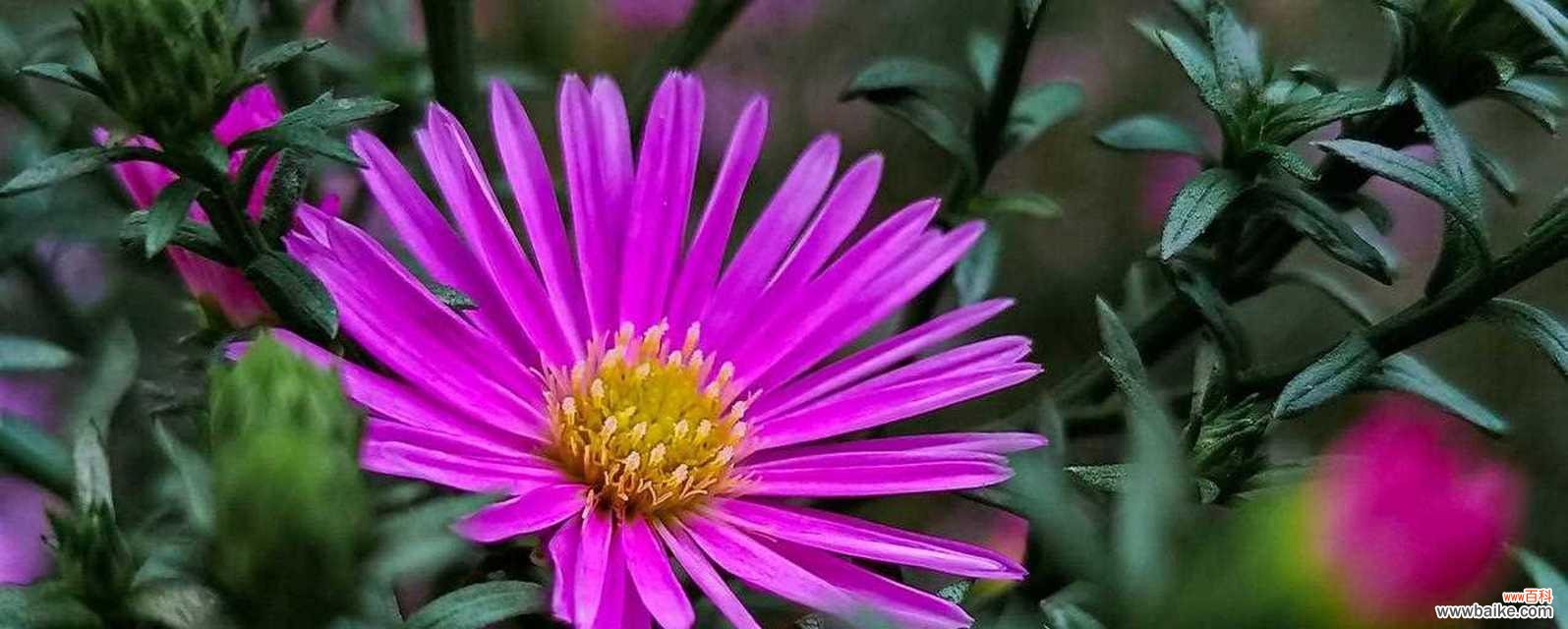 揭开花海中的谎言与欺骗 花语之谎言与欺骗