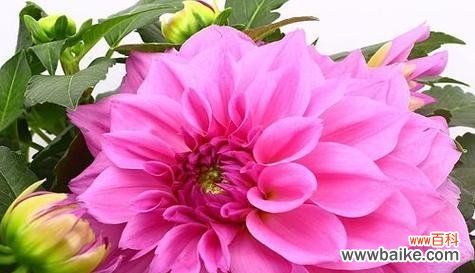 揭开花海中的谎言与欺骗 花语之谎言与欺骗