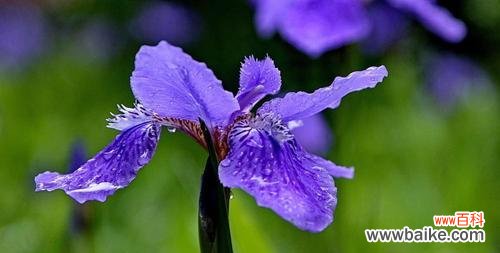 揭开花海中的谎言与欺骗 花语之谎言与欺骗