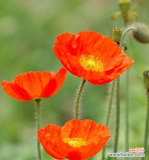 挣扎着生长的花朵 绝望与悲伤的花语