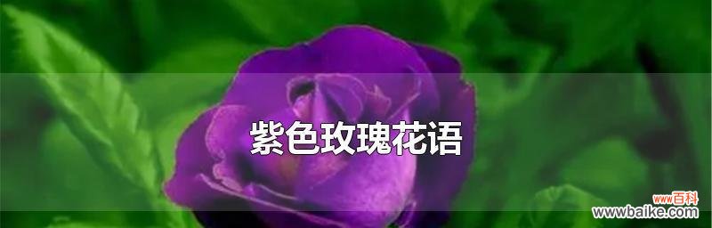 揭秘玫瑰数量背后的情感暗示与心思 花语玫瑰数量的隐藏意义