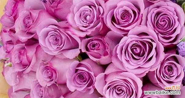 揭秘玫瑰数量背后的情感暗示与心思 花语玫瑰数量的隐藏意义