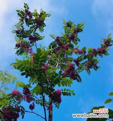 槐花花语的意义与传承 槐花的花语意义——生命的喜悦与青春的美好