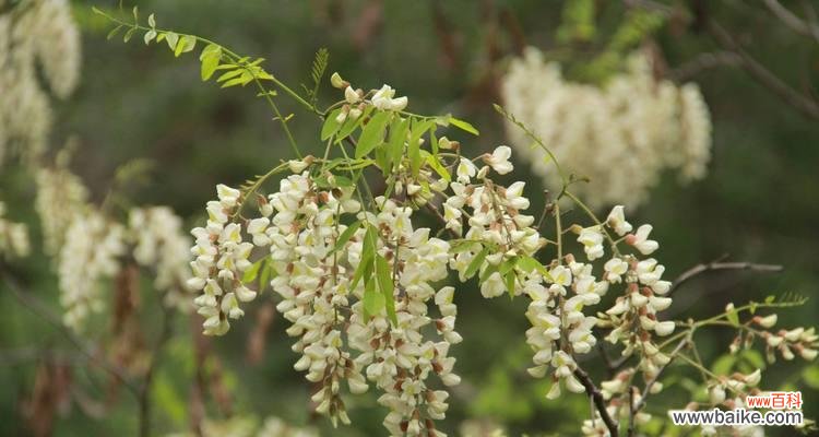 槐花花语的意义与传承 槐花的花语意义——生命的喜悦与青春的美好