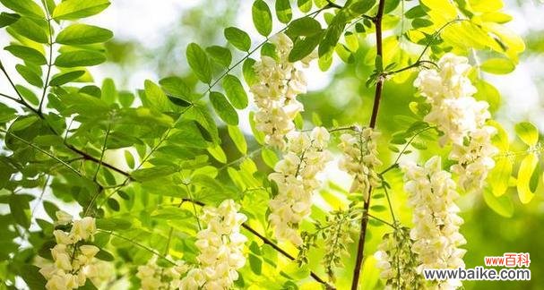 槐花花语的意义与传承 槐花的花语意义——生命的喜悦与青春的美好