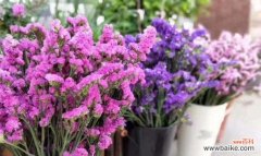 以花语传递情感 花语之美——花种类与花语的奇妙世界