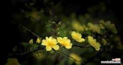 探寻黄刺玫的花语与意义 以黄刺玫的花语为主题的文章