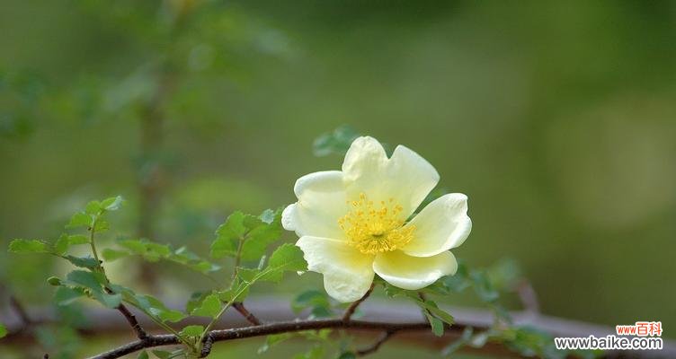 探寻黄刺玫的花语与意义 以黄刺玫的花语为主题的文章