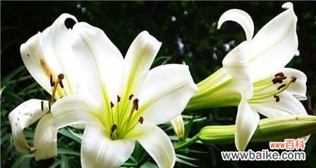 探寻黄百合花语的深层含义 黄百合花语的魅力