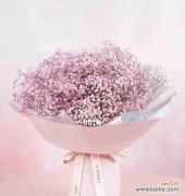 探寻满天星花语的深意与魅力 满天星花语