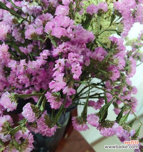 神秘与美丽的满天星花 满天星花的传说与花语