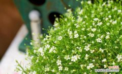 探索满天星的美丽与寓意 满天星花语与意义