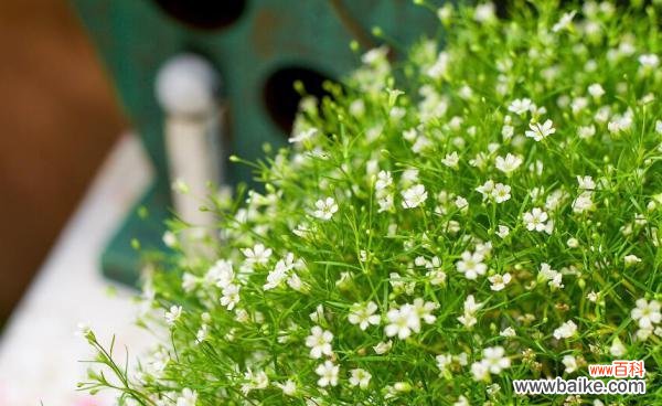 探索满天星的美丽与寓意 满天星花语与意义