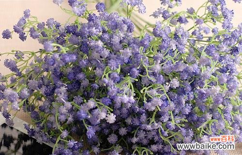 探索满天星的美丽与寓意 满天星花语与意义