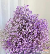 以满天星的含义探究灿烂生命之美 满天星——美好与希望的象征