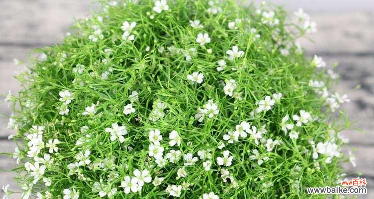 探寻满天星的花语 满天星的花语