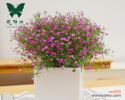 探寻满天星的花语 满天星的花语