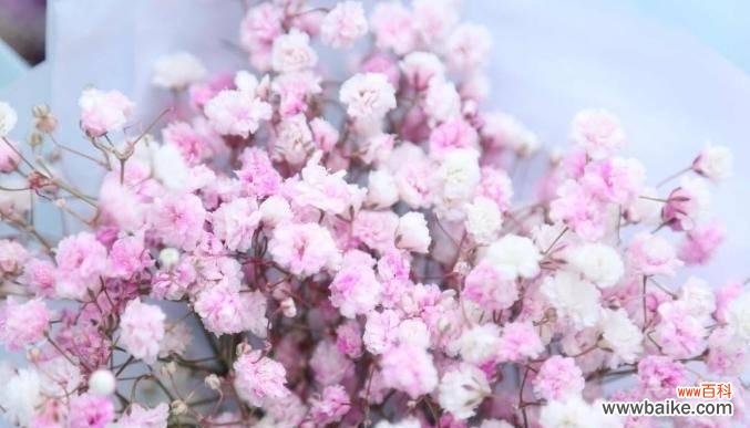 绽放幸福 满天星的花语与象征意义