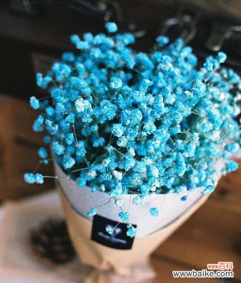 绽放幸福 满天星的花语与象征意义