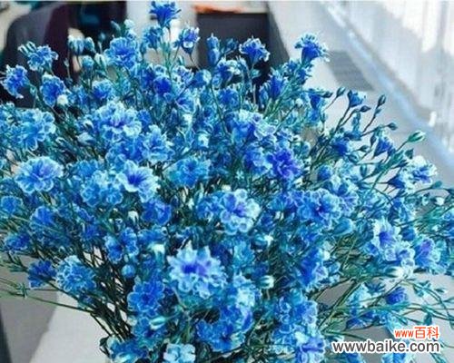 绽放幸福 满天星的花语与象征意义